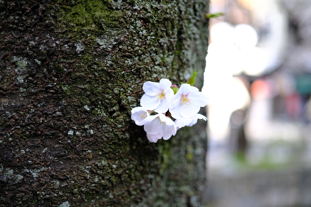 幹から桜